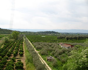 300pxpianadi gioiatauro agrumeti